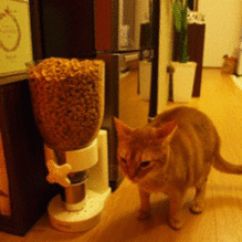 joli!joli!のおうちごはんとおかしとねこ♪