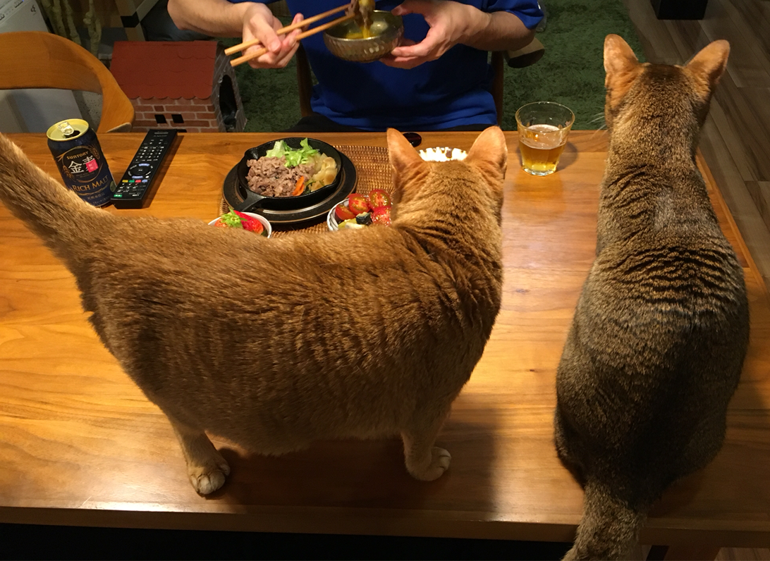 猫のしつけはしていません おうちごはんとおかしとねこ Powered By ライブドアブログ