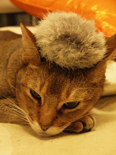 joli!joli!のおうちごはんとおかしとねこ♪