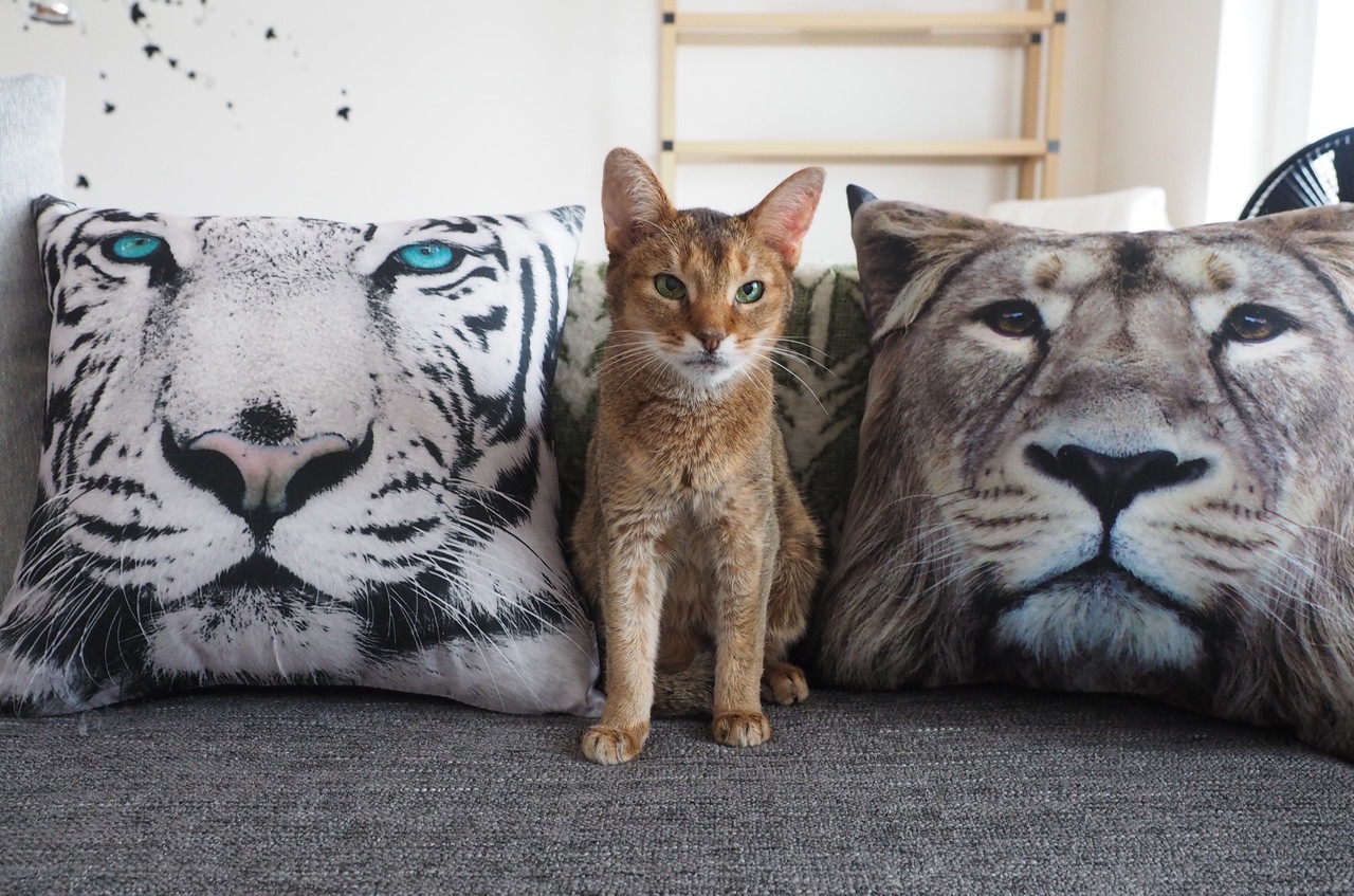 ダイソーに生息していたトラとライオン そしてちび子 おうちごはんとおかしとねこ Powered By ライブドアブログ ダイソーに生息していたトラとライオン そしてちび子 おうちごはんとおかしとねこ Powered By ライブドアブログ