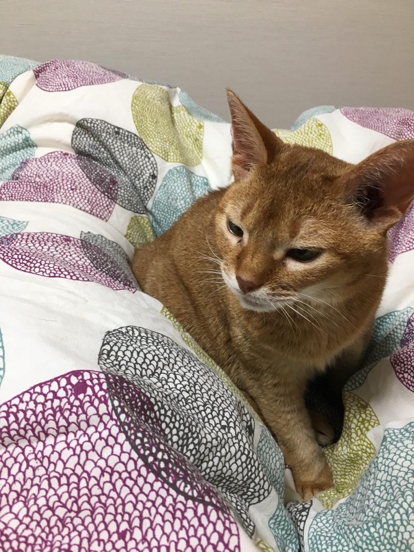 布団カバーを変えたら、猫の居場所も変わった : おうちごはんとおかし 