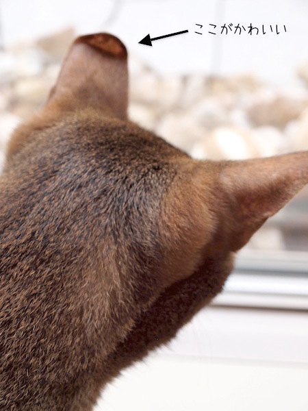 P8114982 のコピー