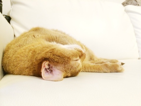 {217E8D03-EA69-44F2-BA74-EE4670F78006:01}