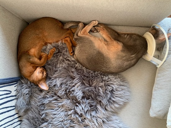 ソファーでお昼寝