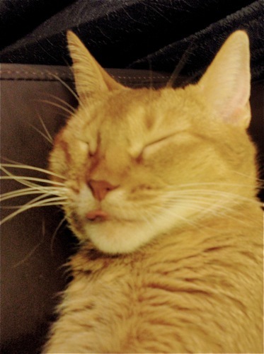 joli!joli!のおうちごはんとおかしとねこ♪
