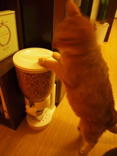 joli!joli!のおうちごはんとおかしとねこ♪