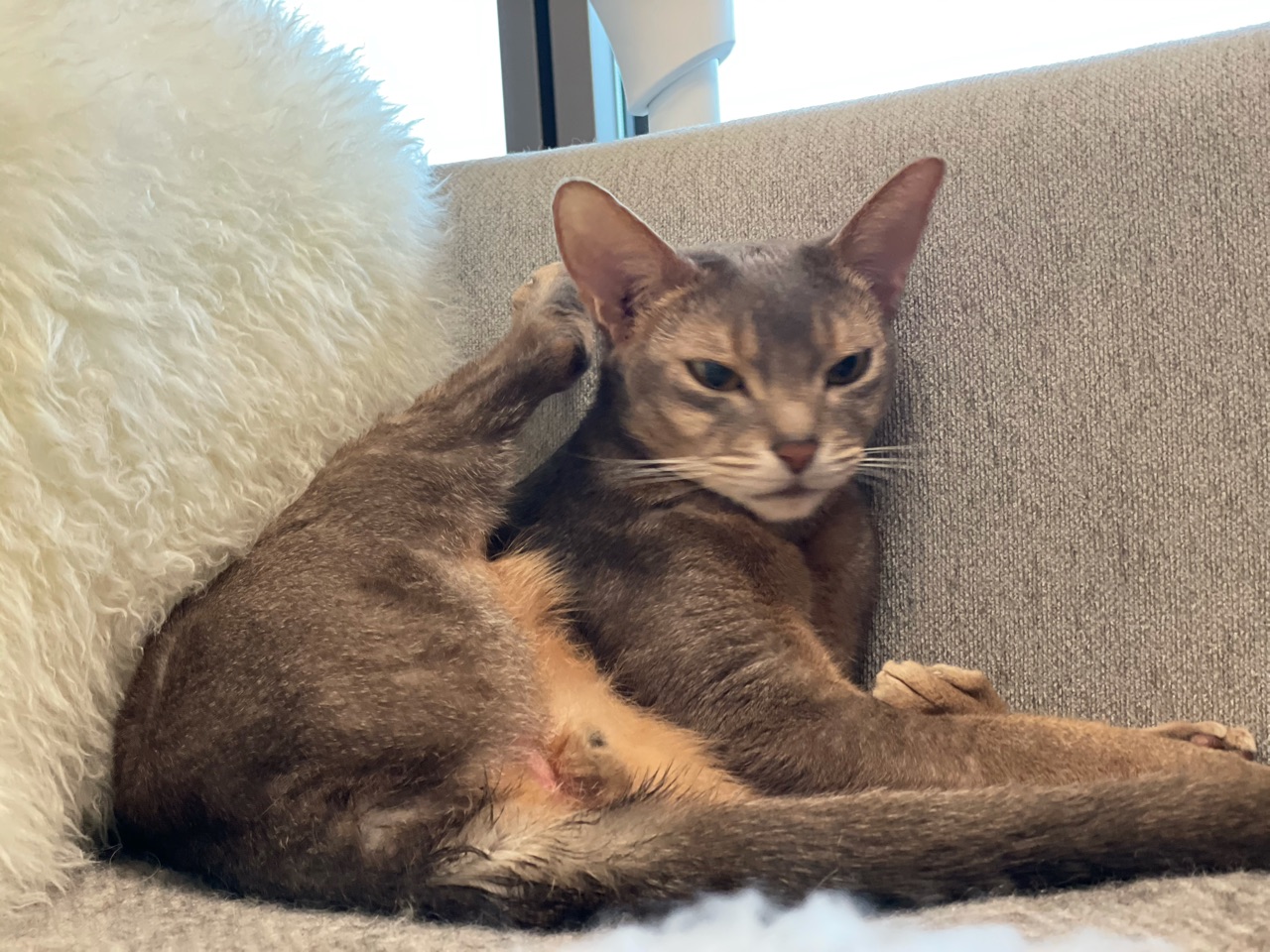 とのに 久しぶりのおはようが言えた W おうちごはんとおかしとねこ Powered By ライブドアブログ