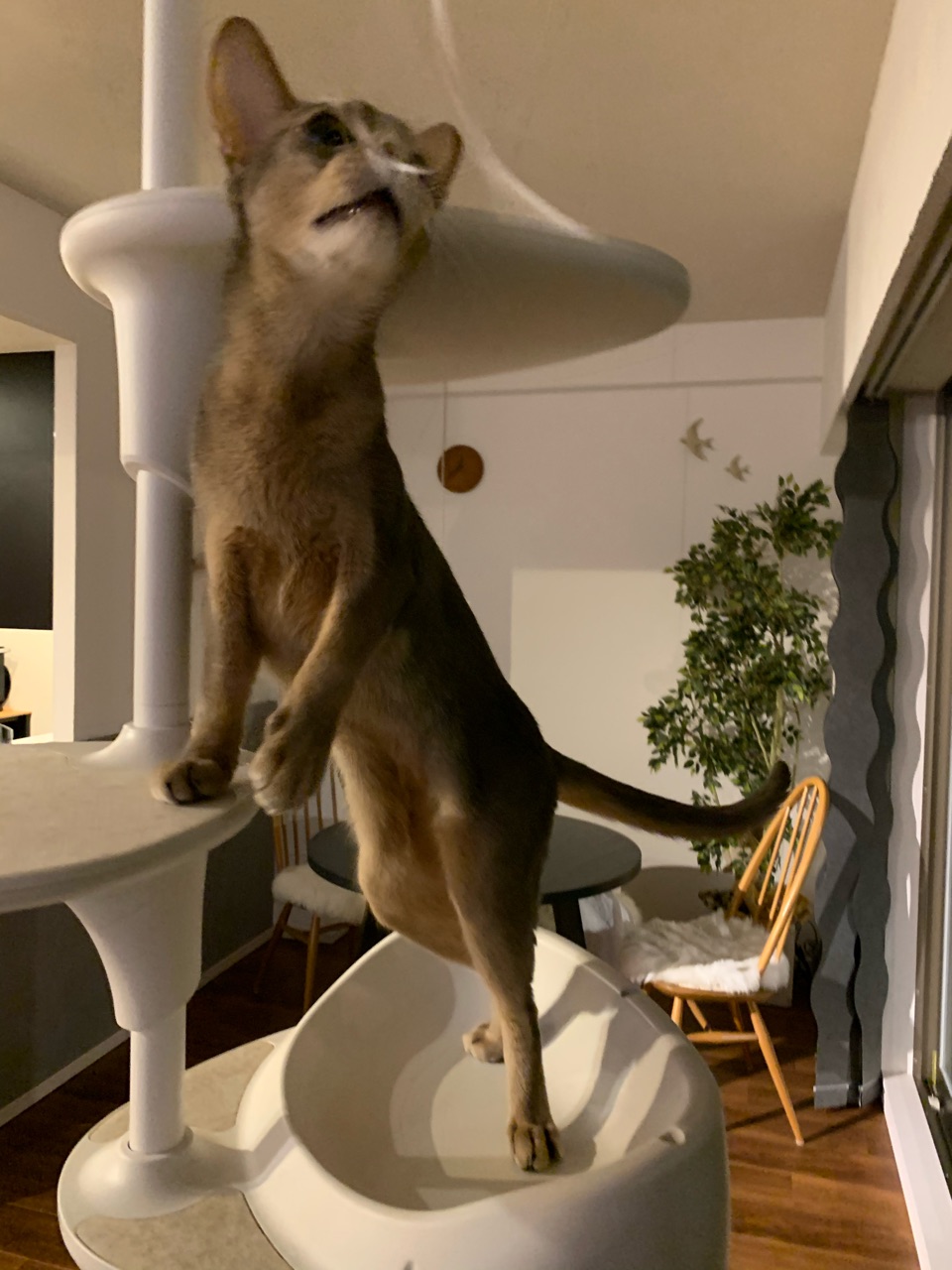 薄暗がりの猫の写真てかわいいですよね W おうちごはんとおかしとねこ Powered By ライブドアブログ