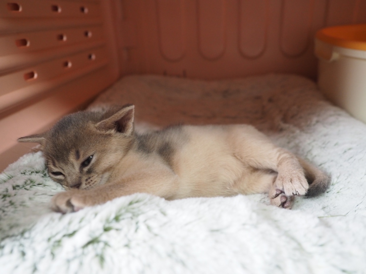 わか男 生後半年になりました おうちごはんとおかしとねこ Powered By ライブドアブログ