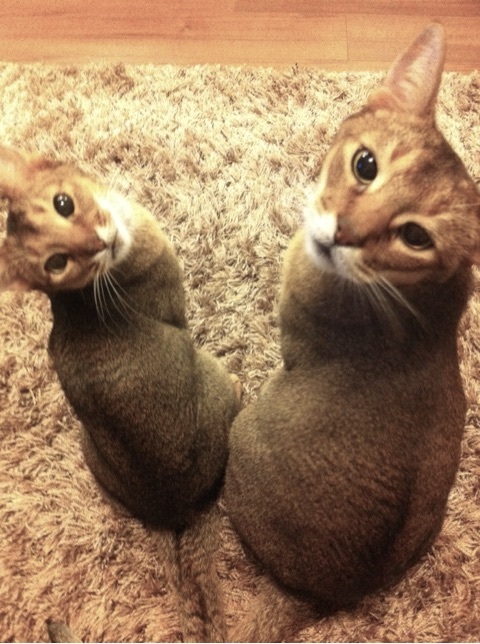 {A6C9C6D1-74F0-415B-A016-8198A031AAA6:01}