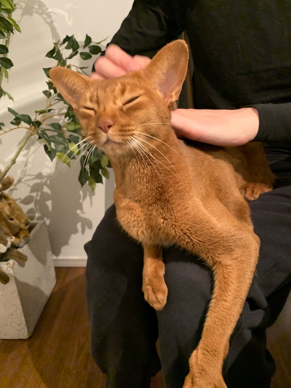 線の目と あくびのお顔がかわいいひめちゃん おうちごはんとおかしとねこ Powered By ライブドアブログ 線の目と あくびのお顔がかわいいひめちゃん おうちごはんとおかしとねこ Powered By ライブドアブログ