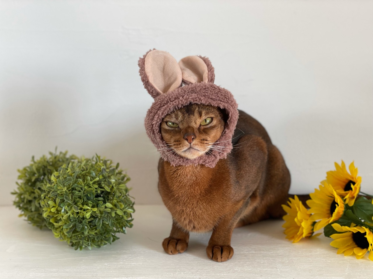 うさぎりす子さん おうちごはんとおかしとねこ Powered By ライブドアブログ うさぎりす子さん おうちごはんとおかしとねこ Powered By ライブドアブログ