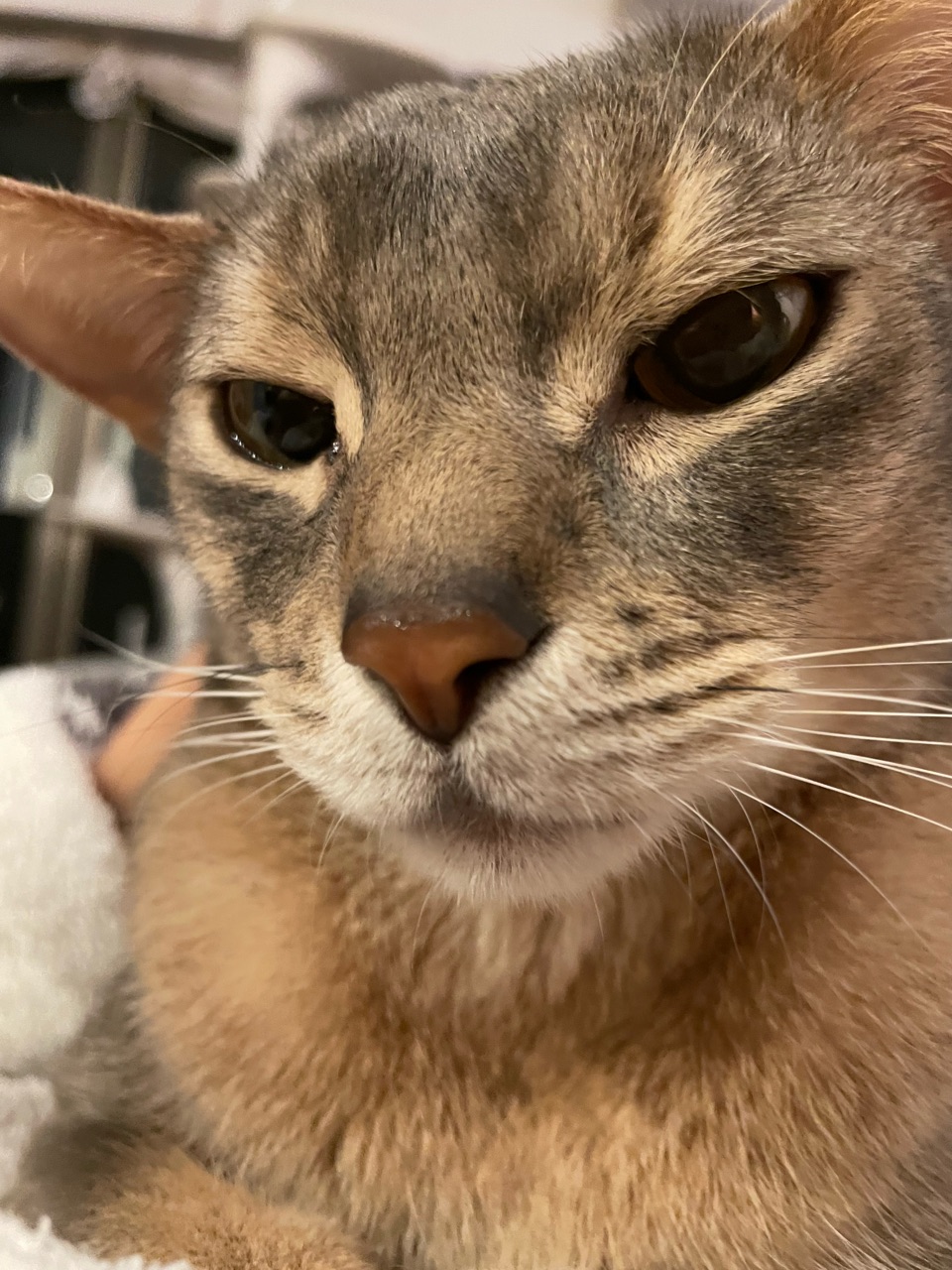 近すぎて見えない(*´ω`*) おうちごはんとおかしとねこ Powered by ライブドアブログ