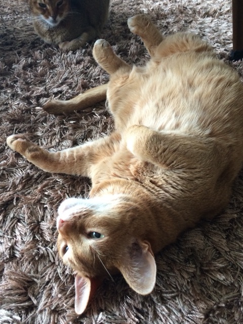 {CFBFF4C4-BB65-49A5-B186-DBA03E4D7628:01}