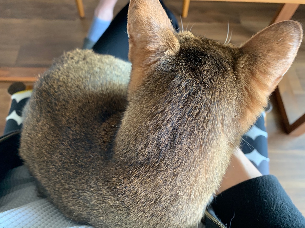 ちび子をおひざに抱っこしてるつもりになれる写真 おうちごはんとおかしとねこ Powered By ライブドアブログ ちび子をおひざに抱っこしてるつもりになれる写真 おうちごはんとおかしとねこ Powered By ライブドアブログ