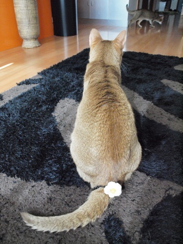 joli!joli!のおうちごはんとおかしとねこ♪