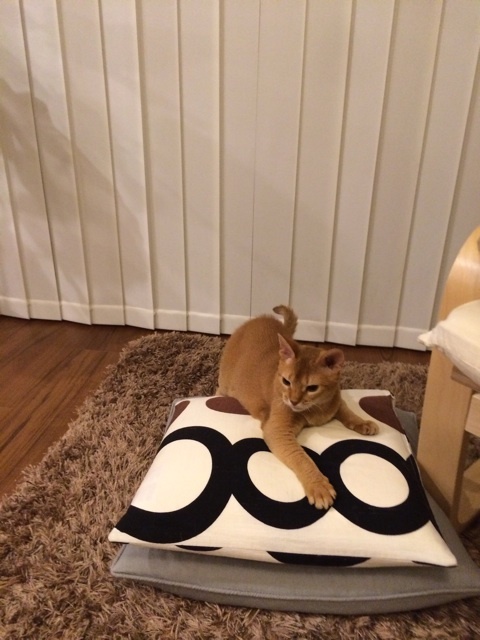 {5FF55194-77CD-497D-977B-9D95C5D050D6:01}