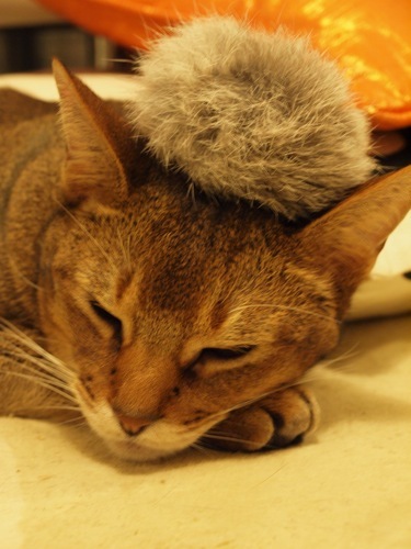 joli!joli!のおうちごはんとおかしとねこ♪