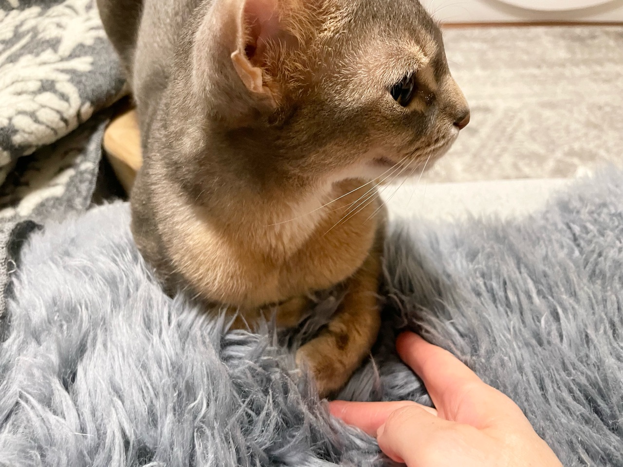 お手手ないない できた おうちごはんとおかしとねこ Powered By ライブドアブログ