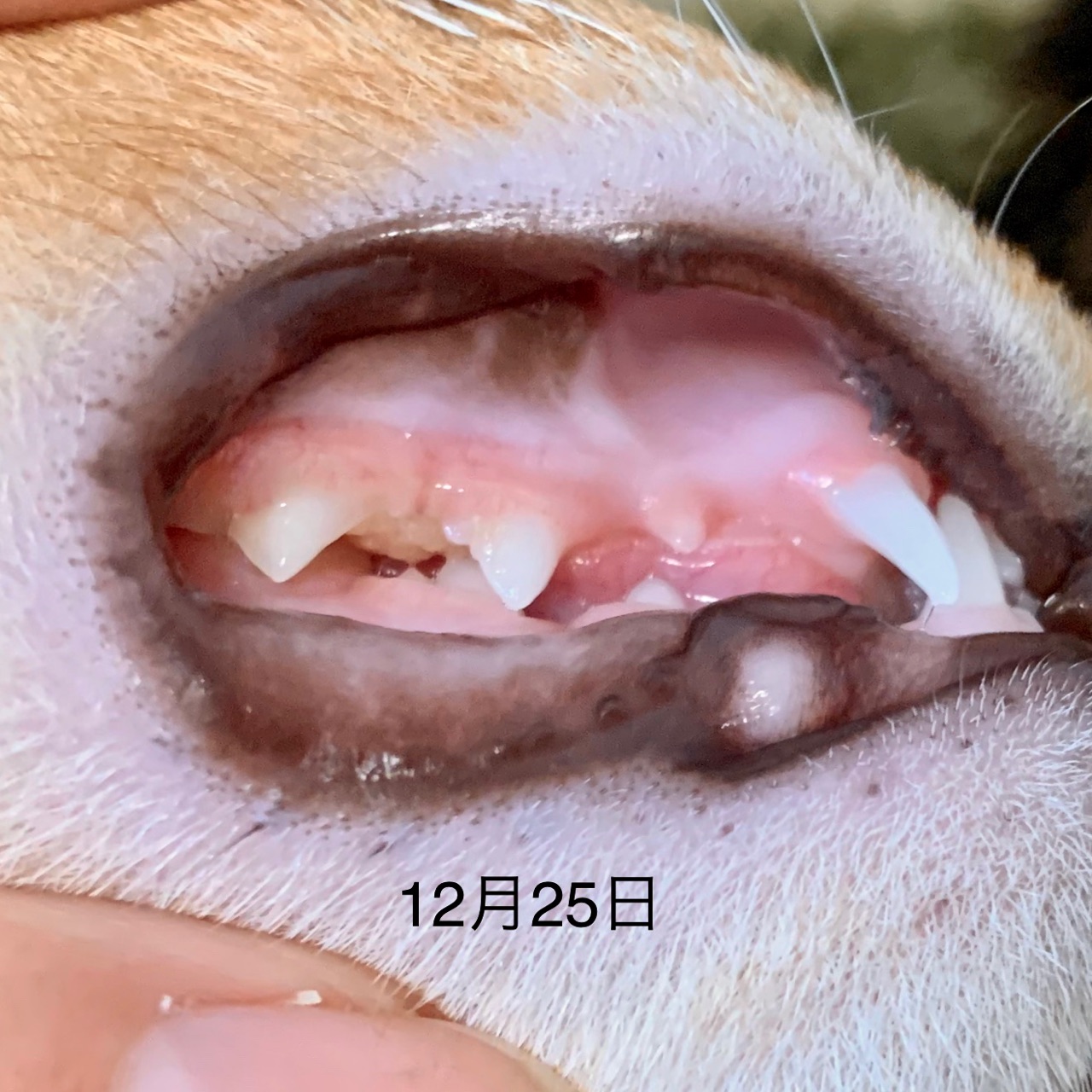 りす子 歯肉炎の経過報告と避妊手術の相談に行く おうちごはんとおかしとねこ Powered By ライブドアブログ