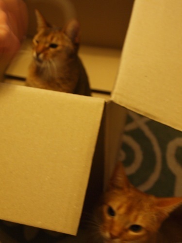 joli!joli!のおうちごはんとおかしとねこ♪