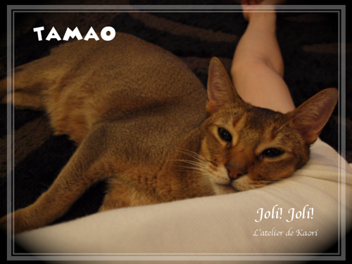 Joli!joli!のブログ-あまえたタマ