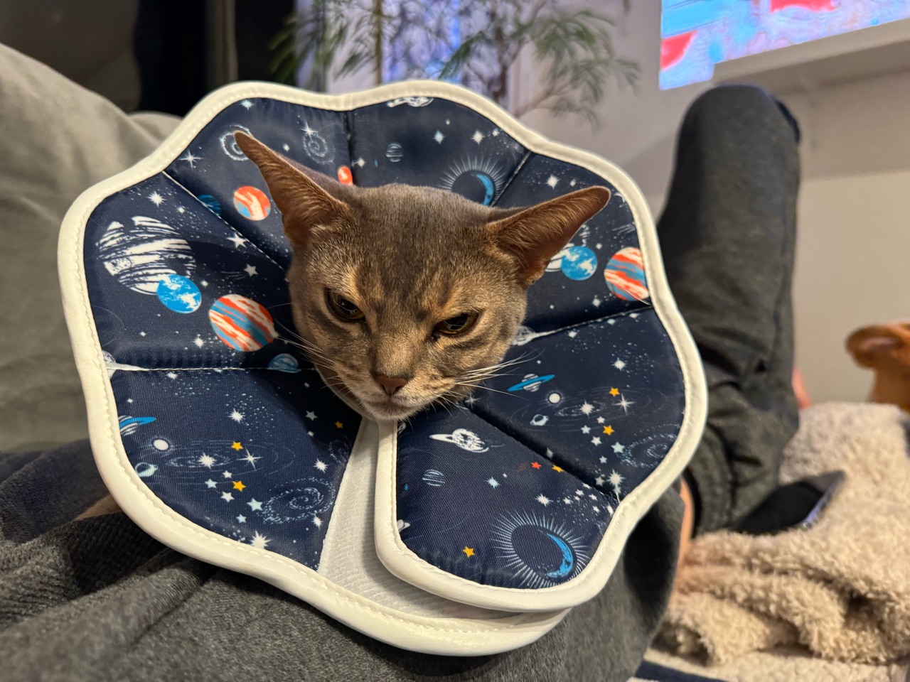 猫 エリザベスカラー 手作り タオル