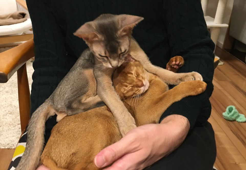 2匹同時お膝にデレデレ : おうちごはんとおかしとねこ Powered by