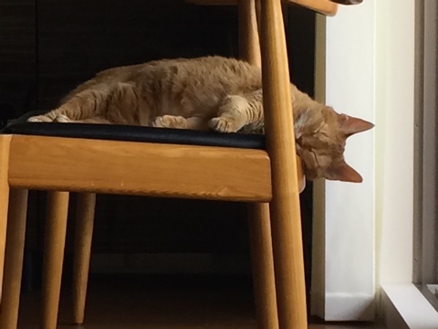 {D342C315-F2CC-4EEA-8153-64D6595AC78B:01}