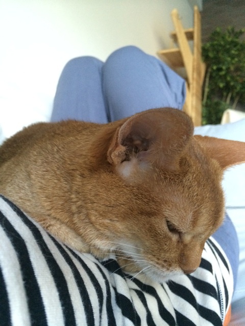 {CF5C9862-D924-4ADE-8E22-92977DD30CE2:01}