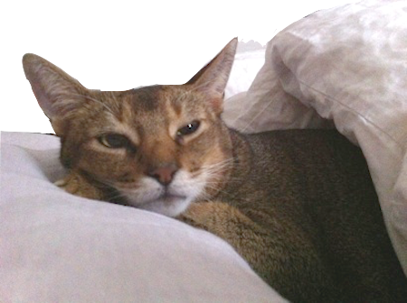たま男 4年11ヶ月の月命日に腕枕名人ぶりを披露 おうちごはんとおかしとねこ Powered By ライブドアブログ たま男 4年11ヶ月の月命日に腕枕名人ぶりを披露 おうちごはんとおかしとねこ Powered By ライブドアブログ