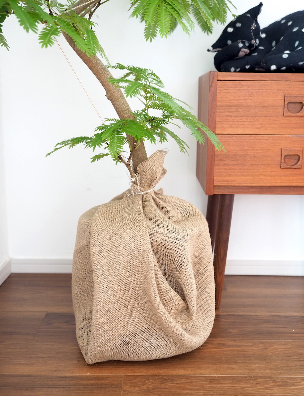 猫がいても飾れる観葉植物 エバーフレッシュ を置いてみた おうちごはんとおかしとねこ Powered By ライブドアブログ