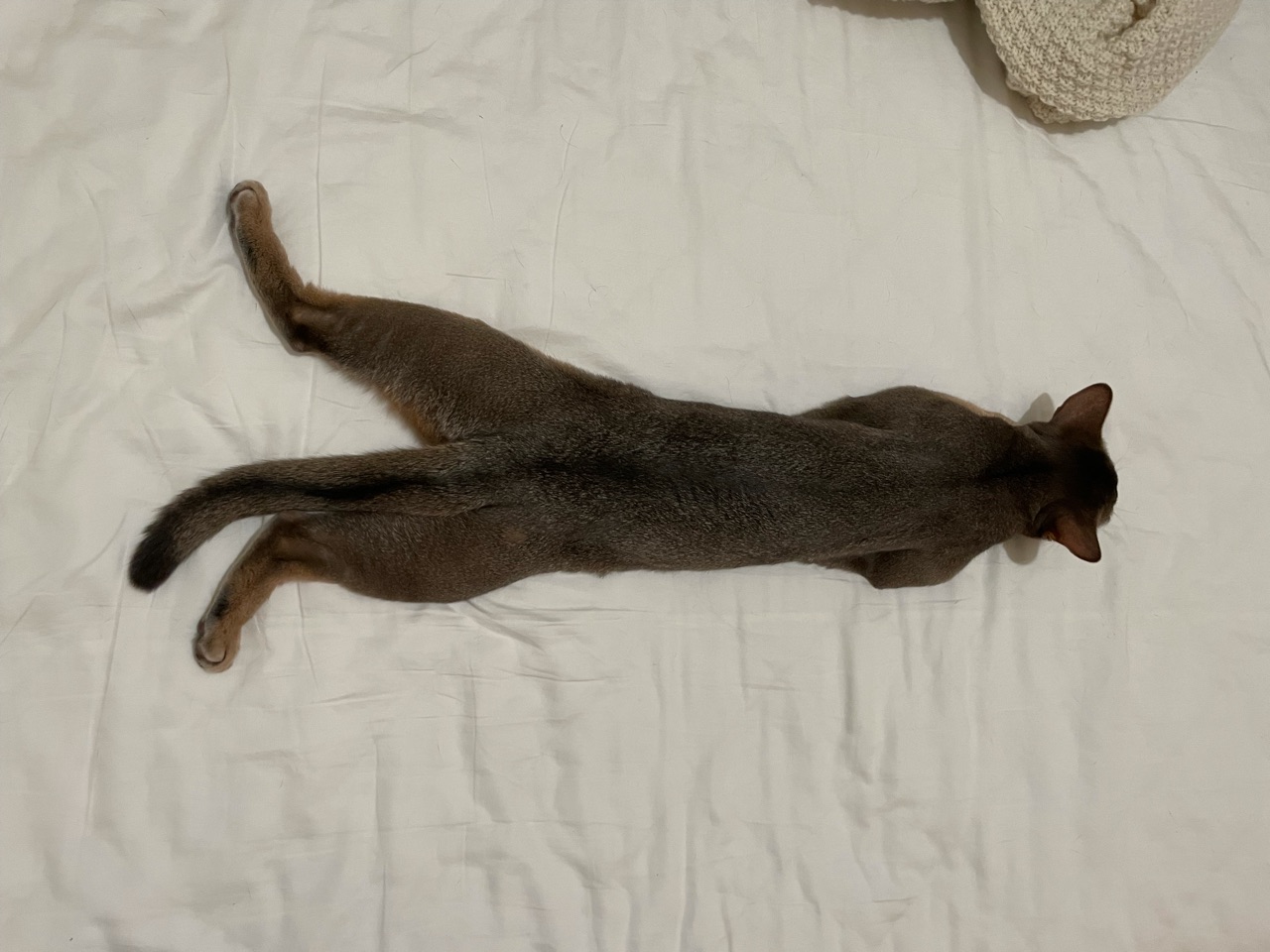 ヤンチャな寝相 おうちごはんとおかしとねこ Powered By ライブドアブログ