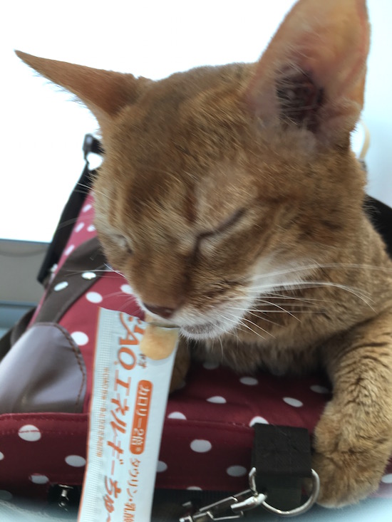 ひなちゃん、調子が上がりません(*´ェ`*) : おうちごはんとおかしとねこ