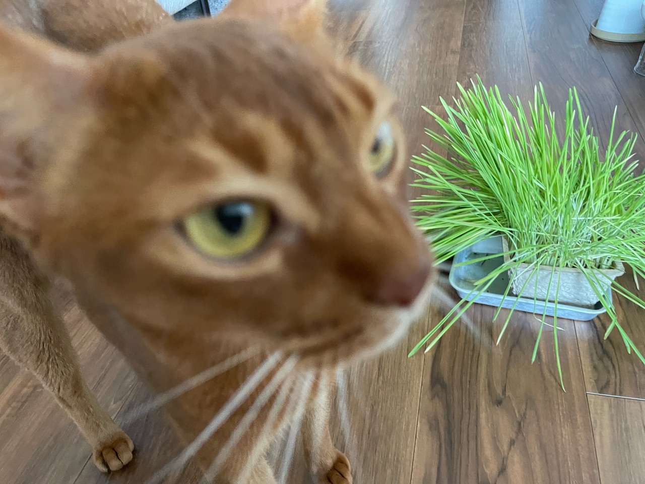 わが家には 猫草は無用のようでした おうちごはんとおかしとねこ Powered By ライブドアブログ