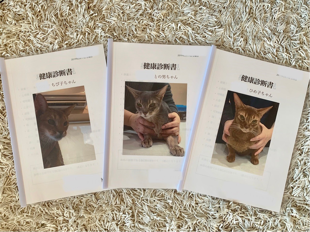 猫たちの 健康診断の結果を聞きに行ってきました おうちごはんとおかしとねこ Powered By ライブドアブログ