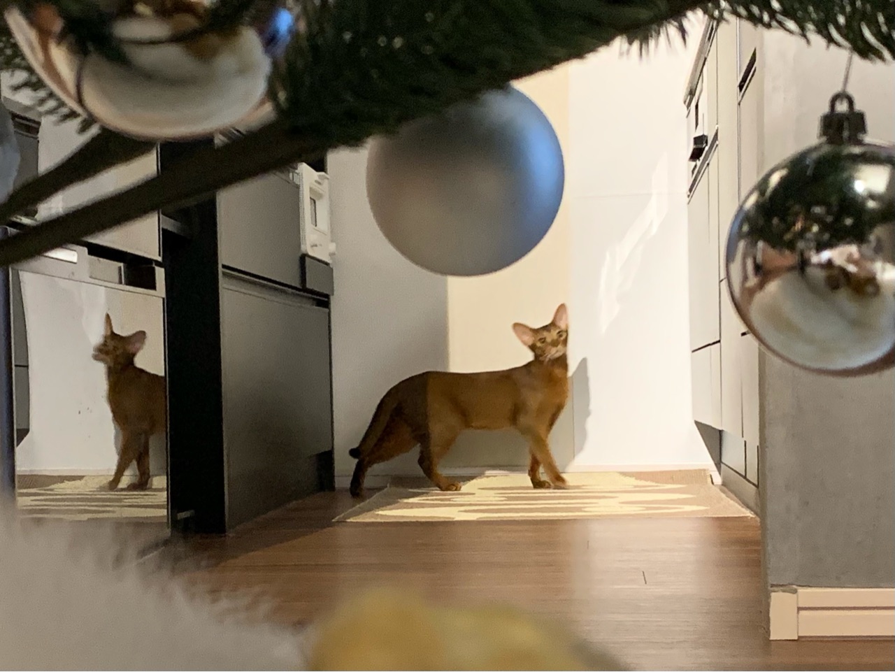 りす子の変化 おうちごはんとおかしとねこ Powered By ライブドアブログ