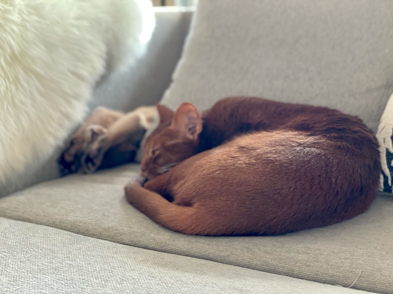 秘書さんと 新人秘書さんのお昼寝 W おうちごはんとおかしとねこ Powered By ライブドアブログ