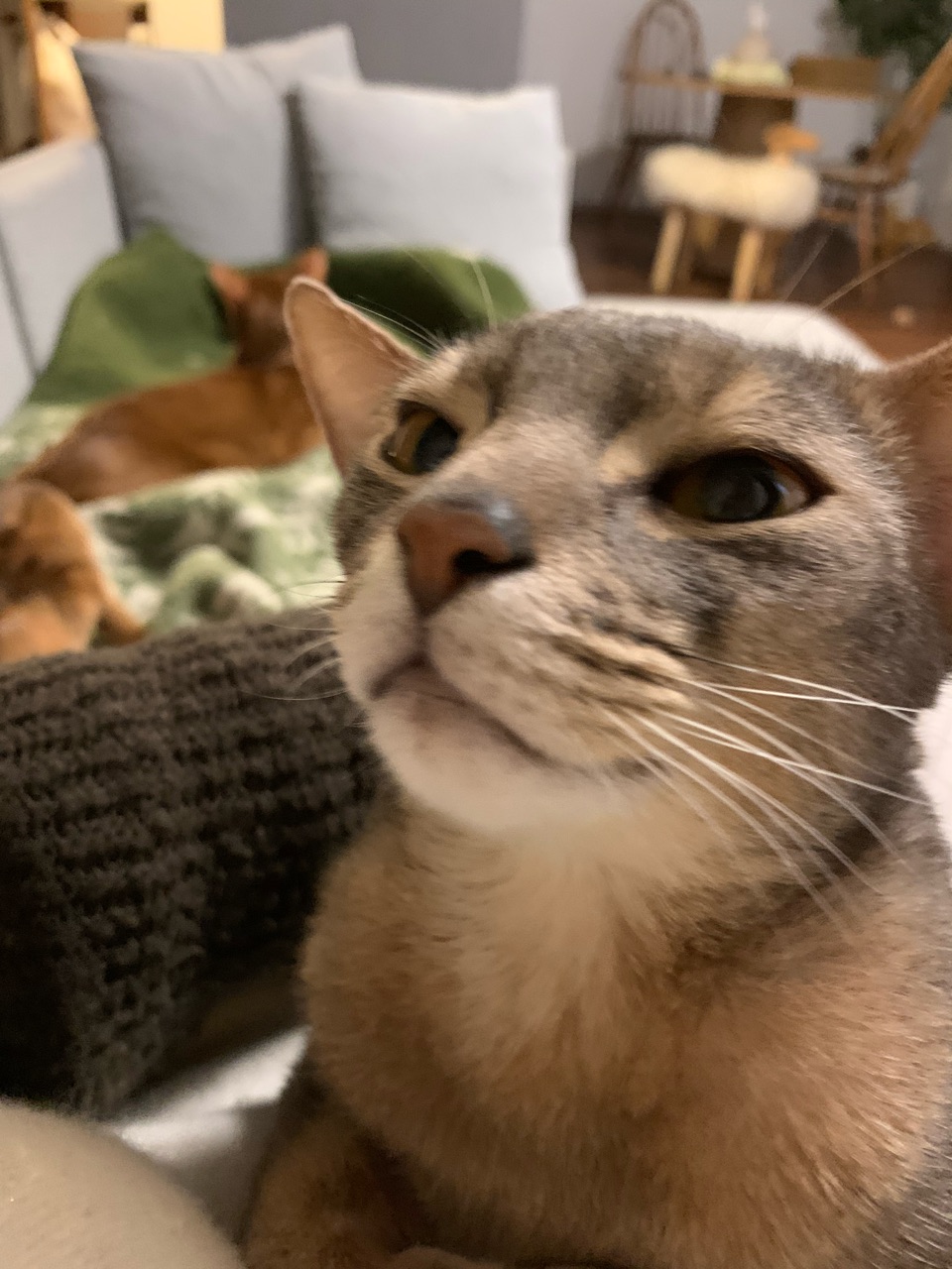 今日もりす子は超元気 おうちごはんとおかしとねこ Powered By ライブドアブログ 今日もりす子は超元気 おうちごはんとおかしとねこ Powered By ライブドアブログ