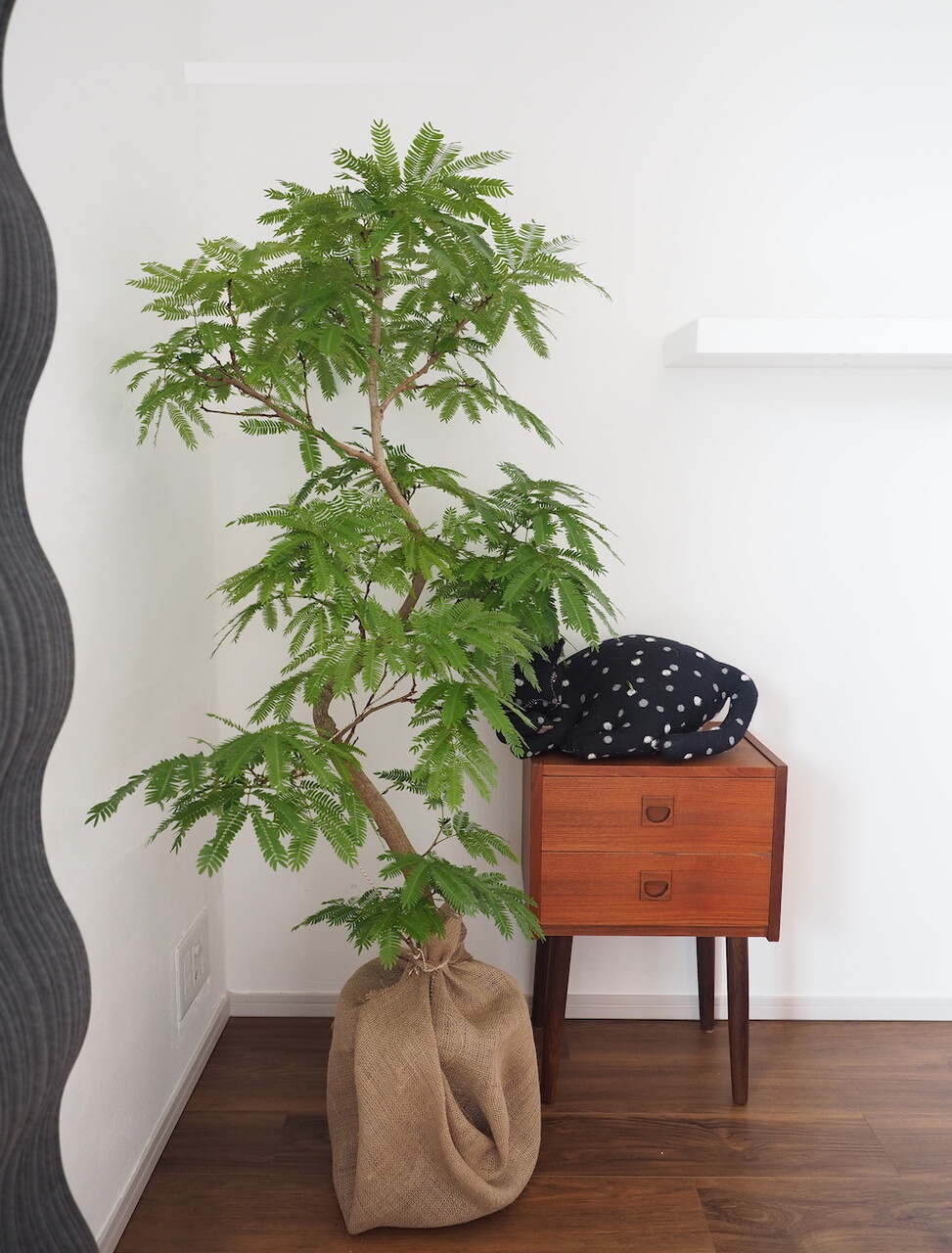 猫がいても飾れる観葉植物 エバーフレッシュ を置いてみた おうちごはんとおかしとねこ Powered By ライブドアブログ