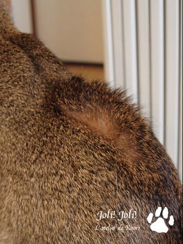 joli!joli!のおうちごはんとおかしとねこ♪