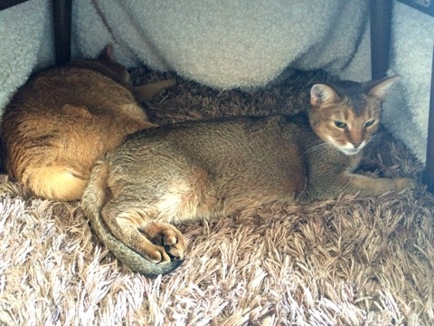 {6EEBBA20-2DFB-4339-B22E-ED687A985D51:01}