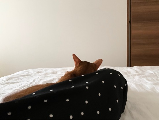 FullSizeRender