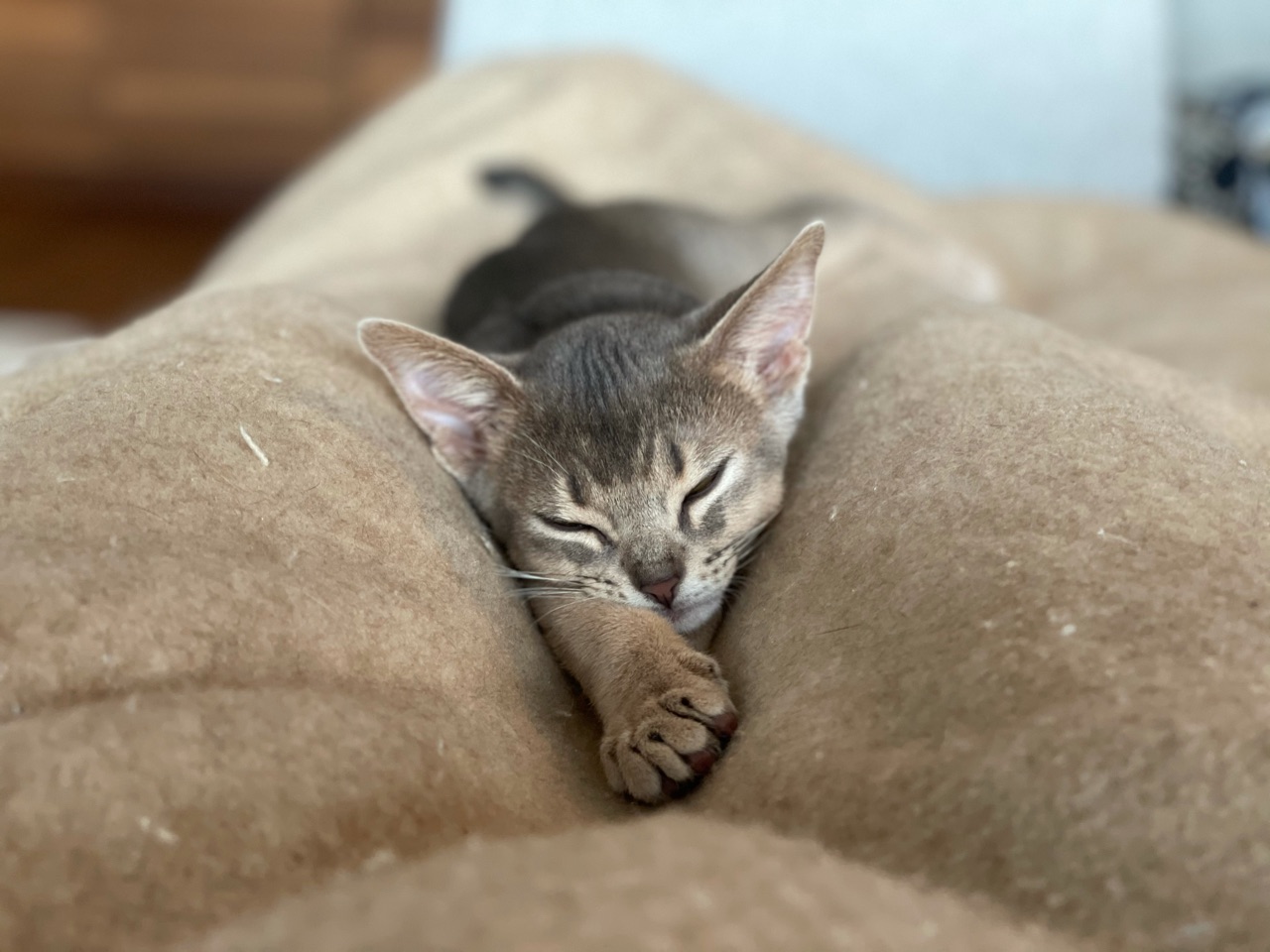 わかさま ケージの外で一晩過ごして一緒に寝た W おうちごはんとおかしとねこ Powered By ライブドアブログ
