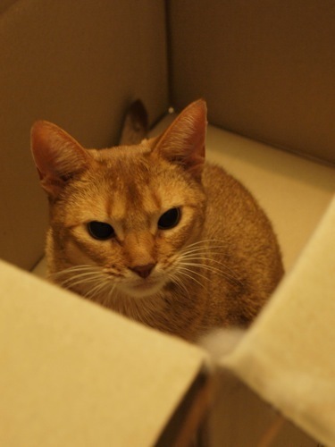 joli!joli!のおうちごはんとおかしとねこ♪