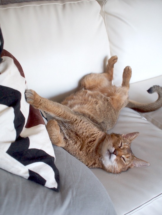 CEECC84E-58DE-4388-B9BF-D02BA20C3C08