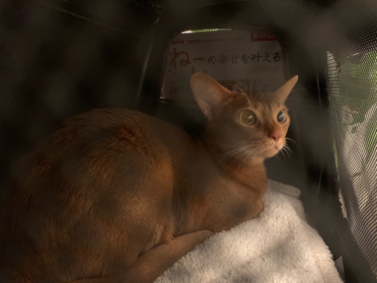 ひめちゃん、膀胱炎になる(T_T) : おうちごはんとおかしとねこ Powered 