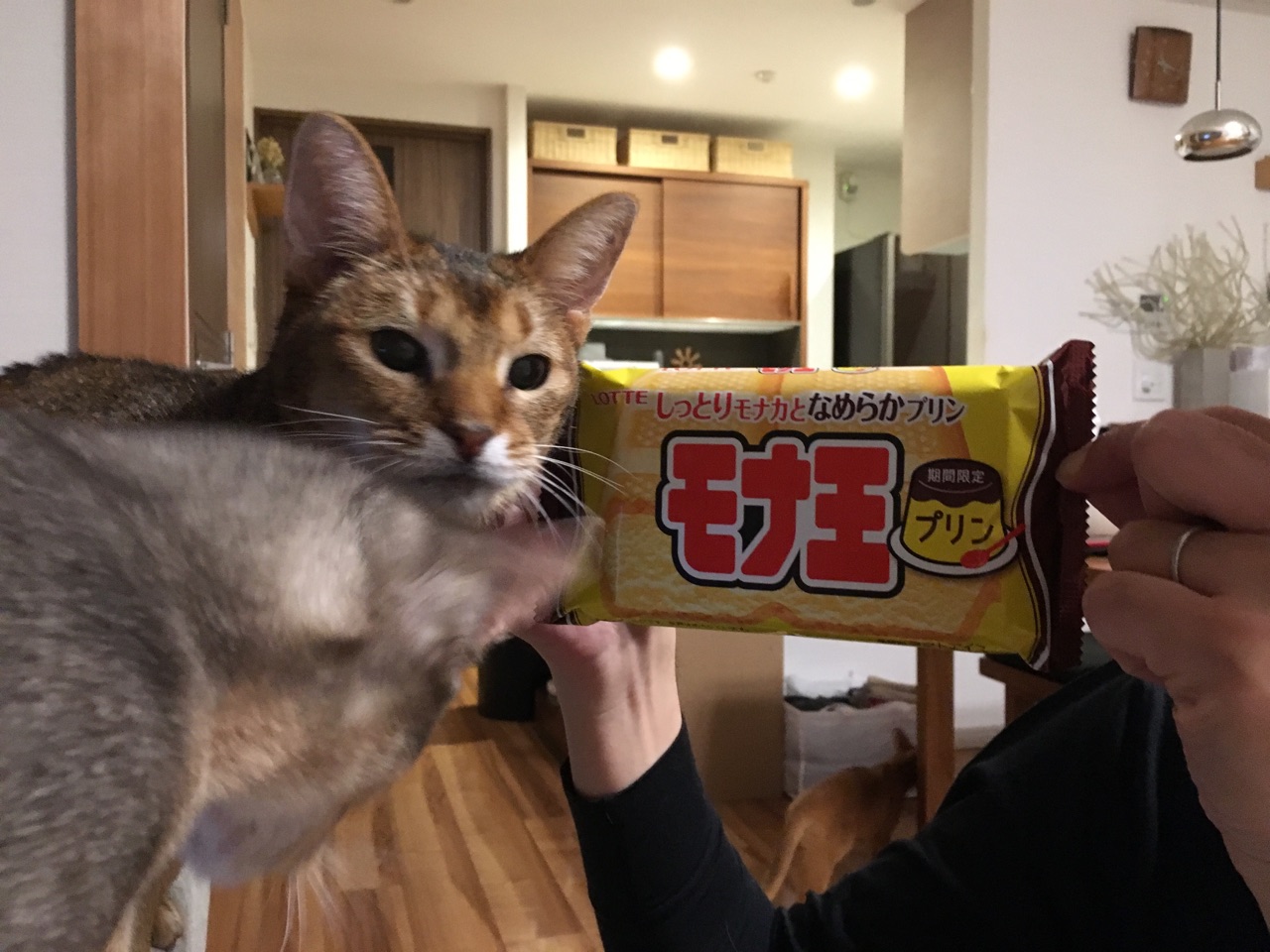 プリン味のモナ王 おうちごはんとおかしとねこ Powered By ライブドアブログ プリン味のモナ王 おうちごはんとおかしとねこ Powered By ライブドアブログ