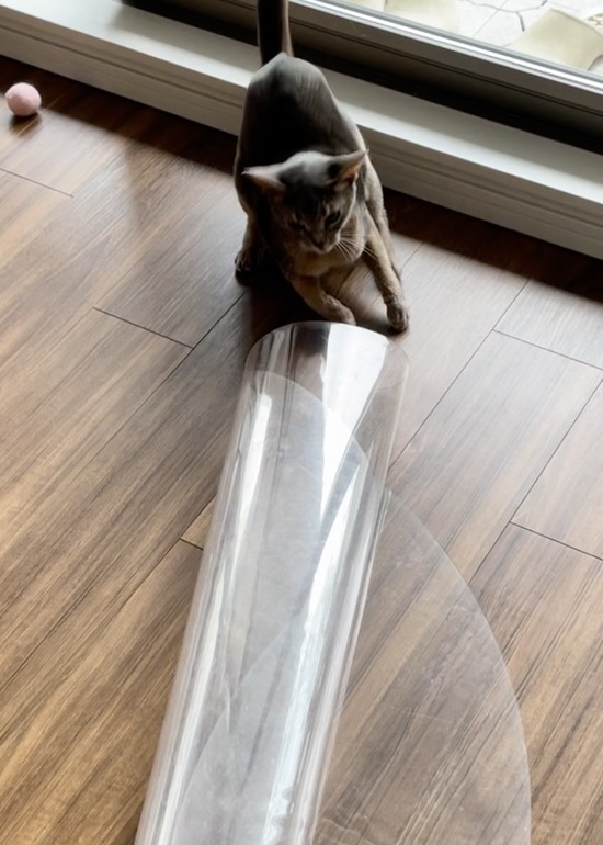 FullSizeRender