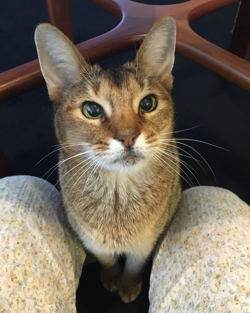 困ったことになりました T T おうちごはんとおかしとねこ Powered By ライブドアブログ